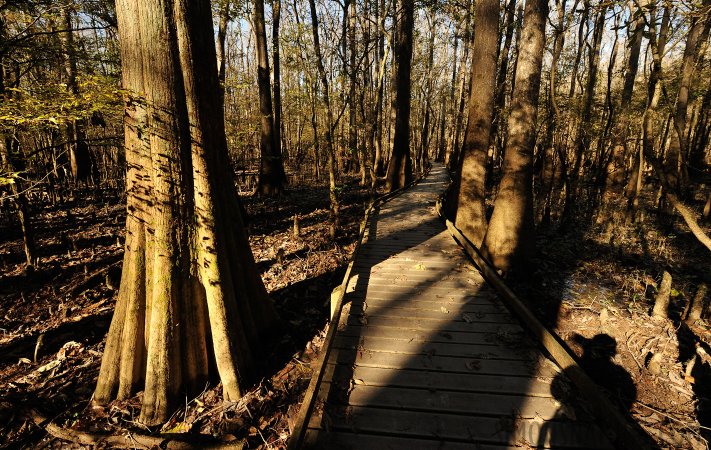 South Carolina [14 mm, 1/160 Sek. bei f / 8.0, ISO 400]